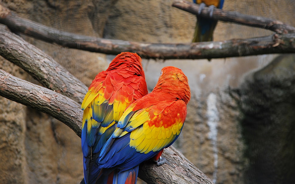 two red-yellow-and-blue parrots HD wallpaper